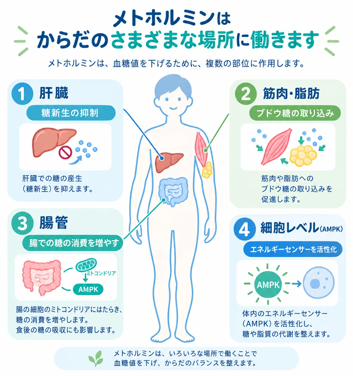 メトホルミンの作用の仕組みの図：①肝臓で糖新生を抑制、②筋肉・脂肪でブドウ糖の取り込みを促進、③腸の細胞のミトコンドリアにはたらき糖の消費を増やす、④細胞のエネルギーセンサーAMPKを活性化